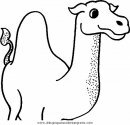 animales/camellos/camellos_23.JPG