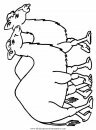 animales/camellos/camellos_24.JPG