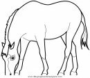 animales/cavallos/cavallos_02.JPG