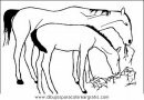 animales/cavallos/cavallos_09.JPG