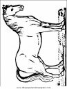 animales/cavallos/cavallos_19.JPG