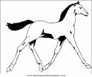 animales/cavallos/cavallos_21.JPG