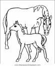 animales/cavallos/cavallos_40.JPG