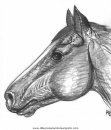 animales/cavallos/cavallos_74.JPG