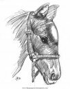 animales/cavallos/cavallos_76.JPG