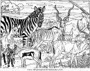 animales/cebras/cebras_08.JPG