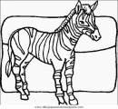 animales/cebras/cebras_09.JPG