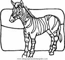 animales/cebras/cebras_16.JPG