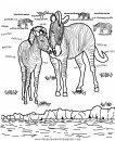 animales/cebras/cebras_21.JPG