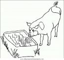 animales/cerdos/cerdos_15.JPG