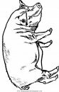 animales/cerdos/cerdos_17.JPG
