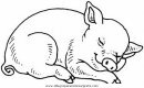 animales/cerdos/cerdos_25.JPG