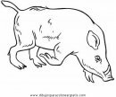 animales/cerdos/jabali_3.JPG