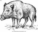 animales/cerdos/jabali_4.JPG