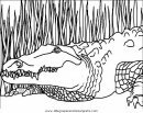 animales/cocodrilos/cocodrilos02.JPG