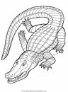 animales/cocodrilos/cocodrilos05.JPG