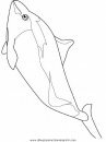 animales/delfines/delfines_22.JPG
