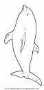 animales/delfines/delfines_49.JPG