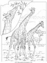 animales/elefantes/elefantes_11.JPG