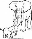 animales/elefantes/elefantes_13.JPG