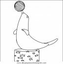 animales/focas/focas_18.JPG