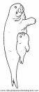 animales/focas/focas_23.JPG