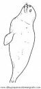 animales/focas/focas_25.JPG