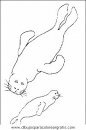 animales/focas/focas_27.JPG