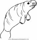 animales/focas/focas_28.JPG