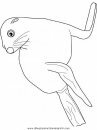 animales/focas/focas_31.JPG