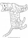 animales/gatos/gatos_001.JPG