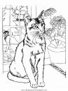 animales/gatos/gatos_013.JPG