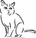 animales/gatos/gatos_064.JPG