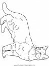 animales/gatos/gatos_117.JPG