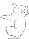 animales/gatos/gatos_118.JPG