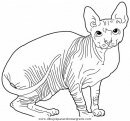 animales/gatos/gatos_121.JPG