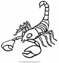animales/insectos/alacran_4.JPG