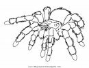 animales/insectos/aranas_07.JPG