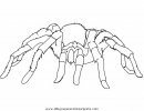 animales/insectos/aranas_08.JPG