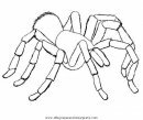 animales/insectos/aranas_09.JPG