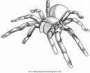 animales/insectos/aranas_10.JPG