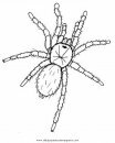 animales/insectos/aranas_12.JPG