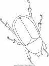 animales/insectos/beetle.JPG