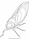 animales/insectos/cicada.JPG