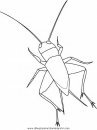 animales/insectos/cricket.JPG