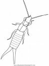 animales/insectos/earwig.JPG