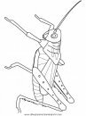 animales/insectos/grasshopper.JPG