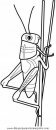 animales/insectos/grasshopper_2.JPG