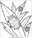 animales/insectos/insectos_033.JPG