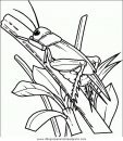 animales/insectos/insectos_046.JPG